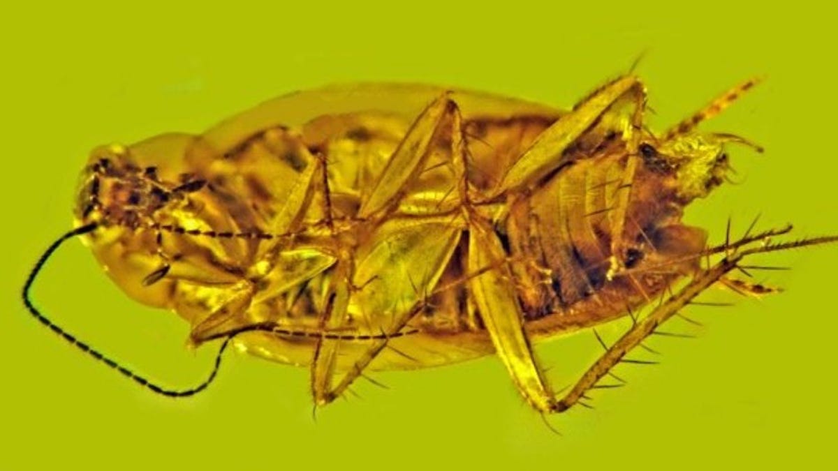 Fossilized Cockroach Sperm Discovered in 30 Million-Year-Old Amber