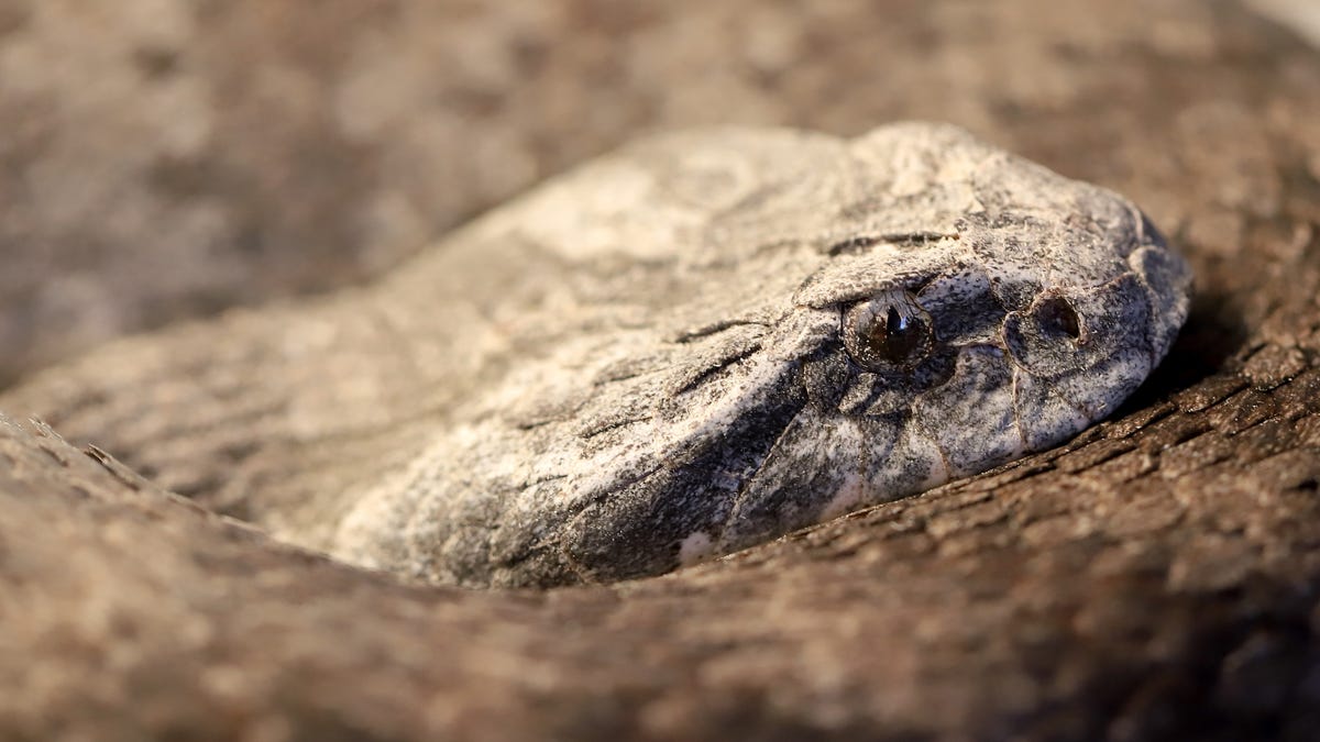 Scientists Have Finally Found the Clitoris in Snakes